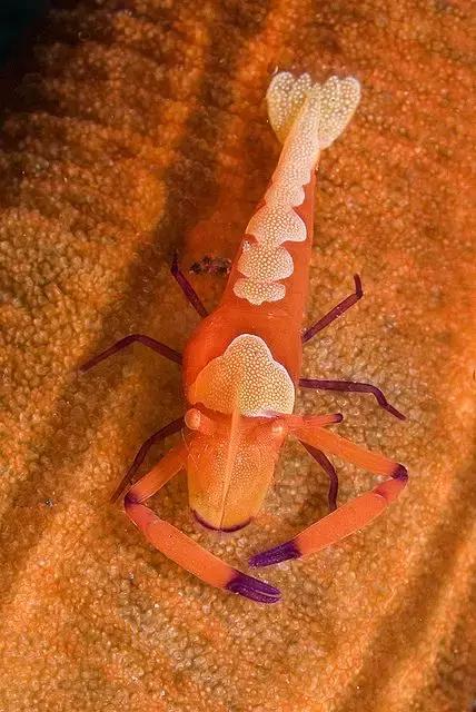 七彩龍蝦, 百年罕見! 趕緊保存