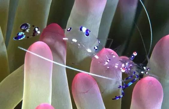 七彩龍蝦, 百年罕見! 趕緊保存