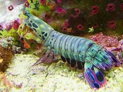 七彩龍蝦, 百年罕見! 趕緊保存