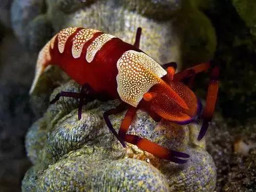 七彩龍蝦, 百年罕見! 趕緊保存