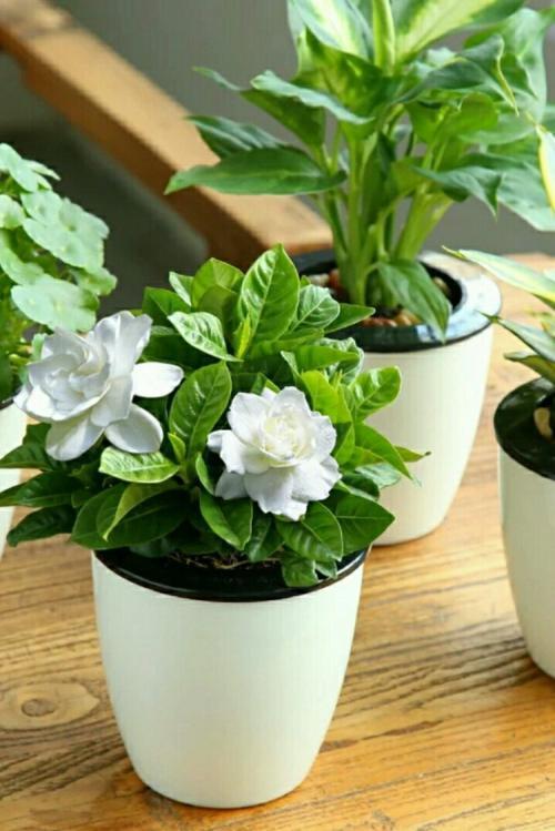 過期的牛奶養花，用對方法，比肥料還管用！