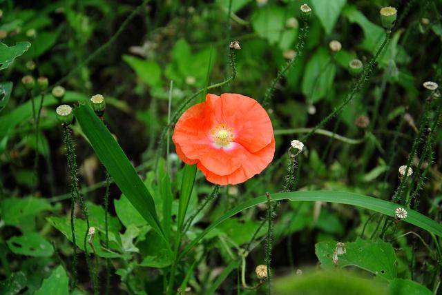 手不毒,人不服心不狠,站不穩