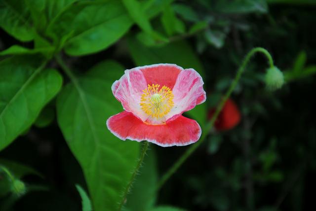 手不毒,人不服心不狠,站不穩