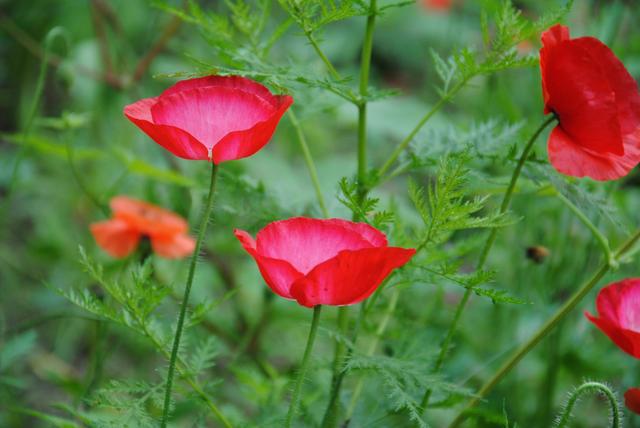 手不毒,人不服心不狠,站不穩