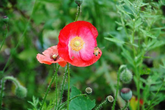 手不毒,人不服心不狠,站不穩