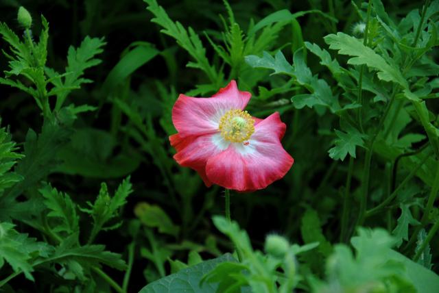 手不毒,人不服心不狠,站不穩