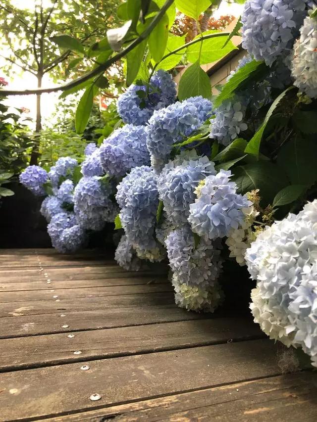 美好生活始於花園