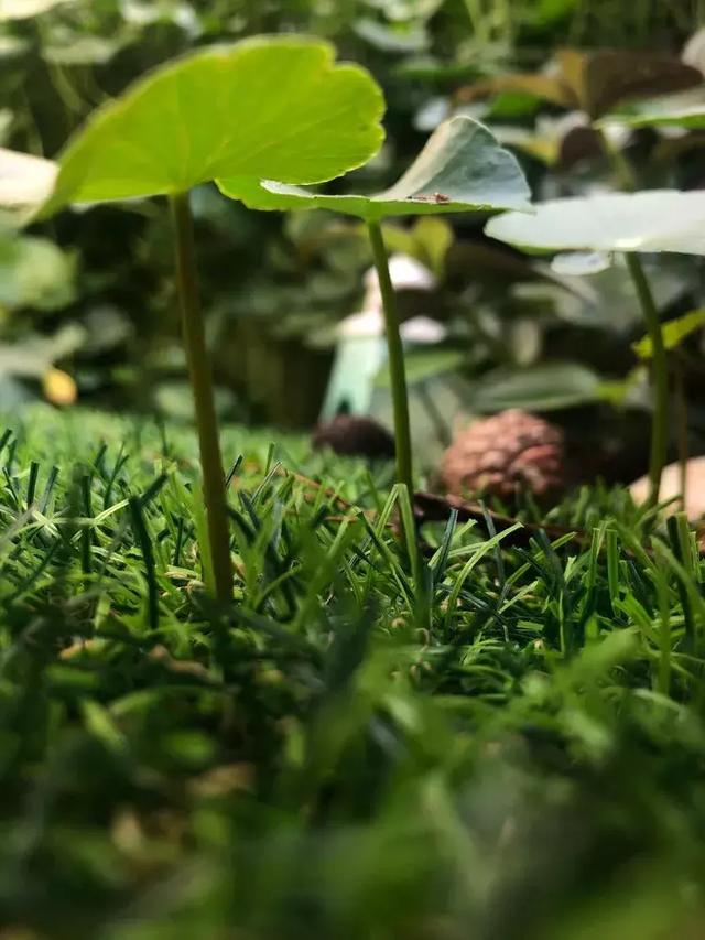 美好生活始於花園