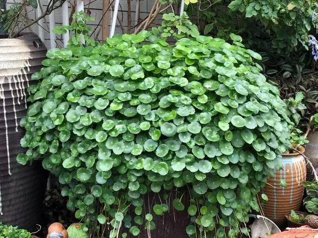 美好生活始於花園