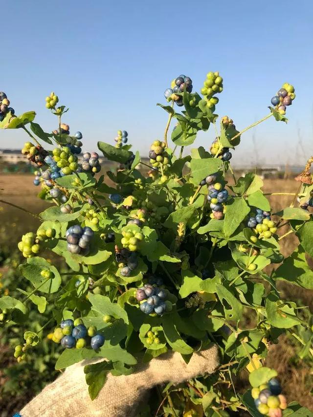 美好生活始於花園