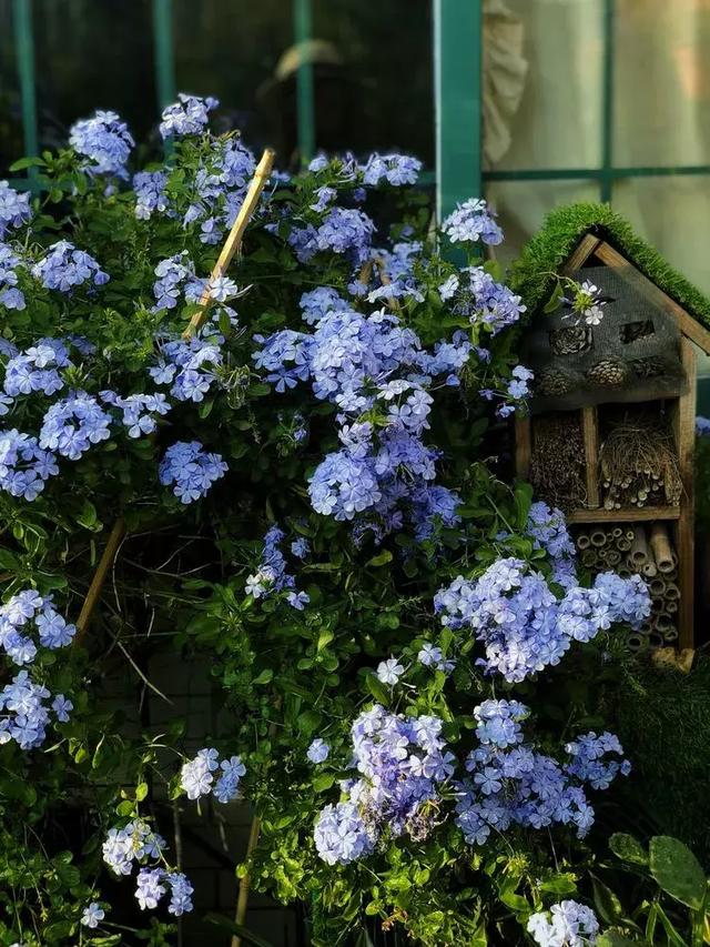 美好生活始於花園