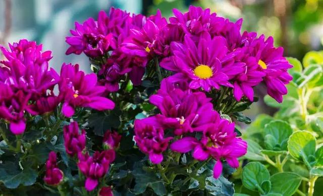 美好生活始於花園