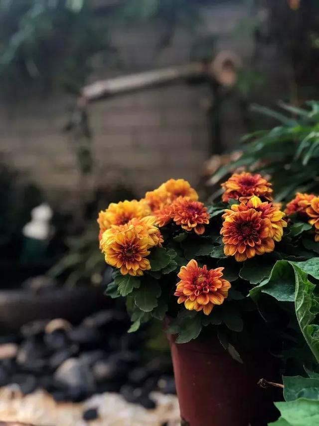 美好生活始於花園