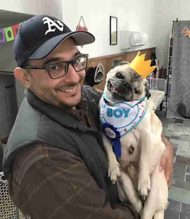 老年巴哥出現分離焦慮，主人購買仿真假人，代替自己在家陪伴狗狗