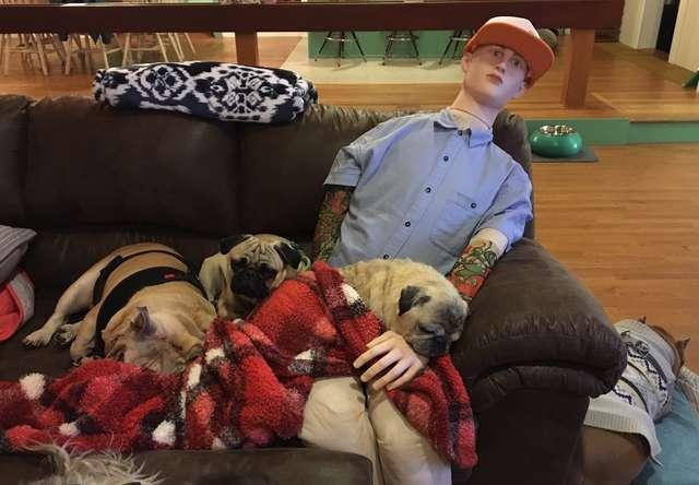 老年巴哥出現分離焦慮，主人購買仿真假人，代替自己在家陪伴狗狗