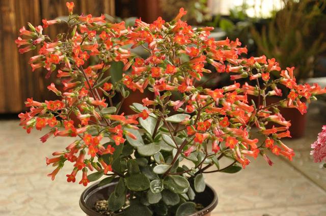 枝頭掛滿“紅燈籠”，長壽花選“宮燈”長壽花！ 樣子美了一大截！