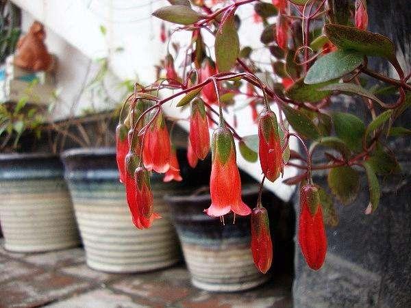 枝頭掛滿“紅燈籠”，長壽花選“宮燈”長壽花！ 樣子美了一大截！