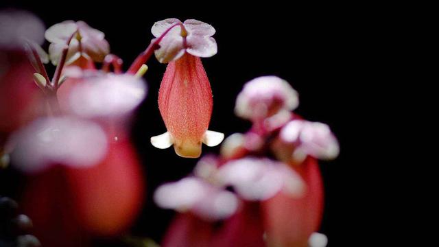 枝頭掛滿“紅燈籠”，長壽花選“宮燈”長壽花！ 樣子美了一大截！