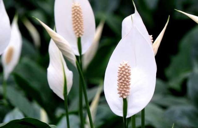 客廳不養“大型花”太可惜！ 花期長，開花美，家養一盆有氣質！