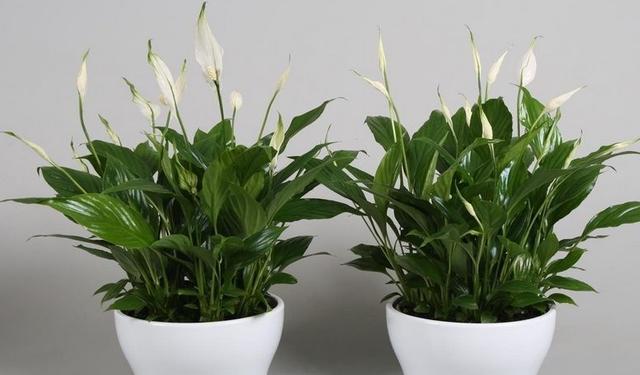 客廳不養“大型花”太可惜！ 花期長，開花美，家養一盆有氣質！