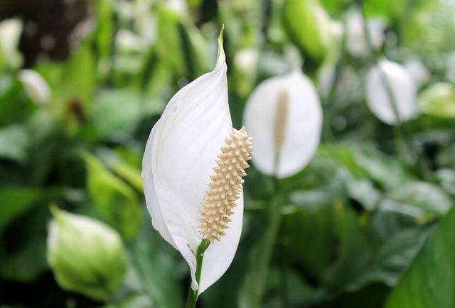 客廳不養“大型花”太可惜！ 花期長，開花美，家養一盆有氣質！