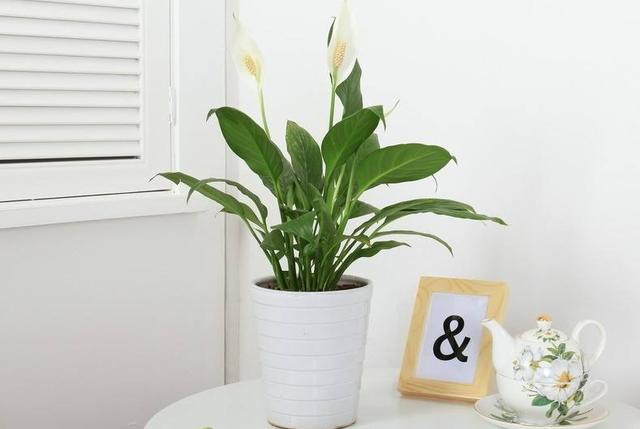 客廳不養“大型花”太可惜！ 花期長，開花美，家養一盆有氣質！