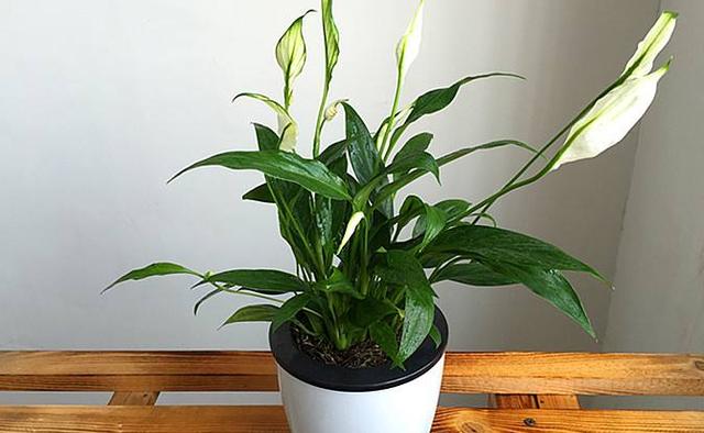 客廳不養“大型花”太可惜！ 花期長，開花美，家養一盆有氣質！