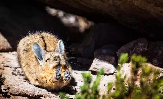 動物王國的搞笑明星