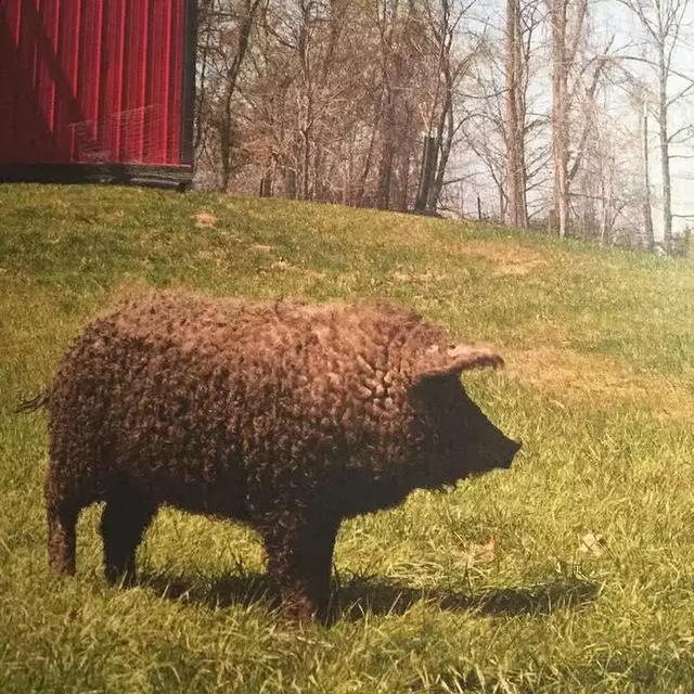 天下竟然有如此搞笑的豬