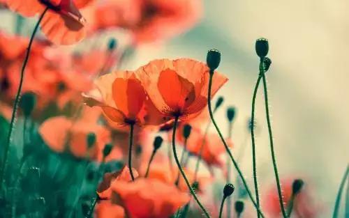 想你念你，卻不能在一起！