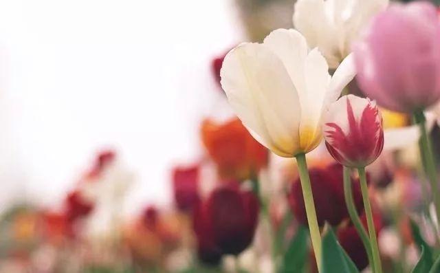 餘生，認真過，好好活！ （經典美文）