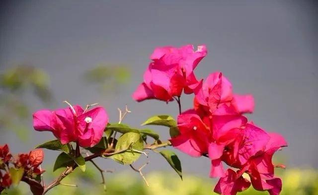 餘生，認真過，好好活！ （經典美文）