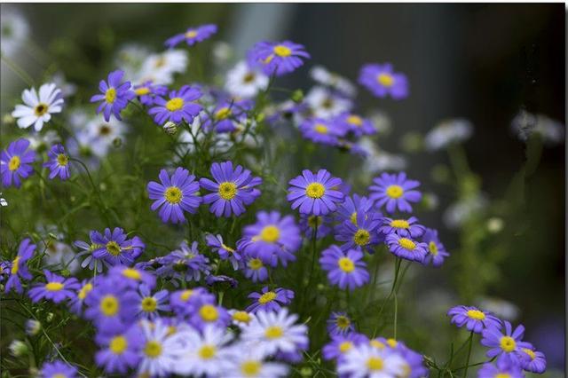 此花比綠蘿還好養，花色清新秀麗，是陽台盆栽佳品，春季養花選它