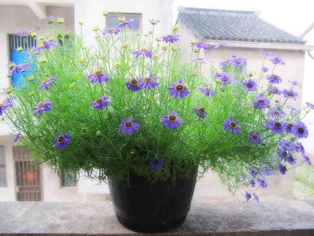 此花比綠蘿還好養，花色清新秀麗，是陽台盆栽佳品，春季養花選它