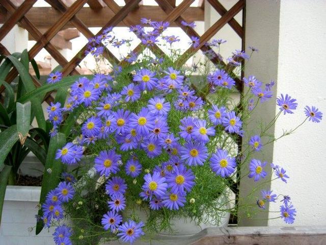 此花比綠蘿還好養，花色清新秀麗，是陽台盆栽佳品，春季養花選它