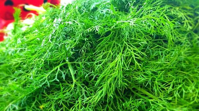 早起的鳥有蟲吃春意萌動人吃啥？