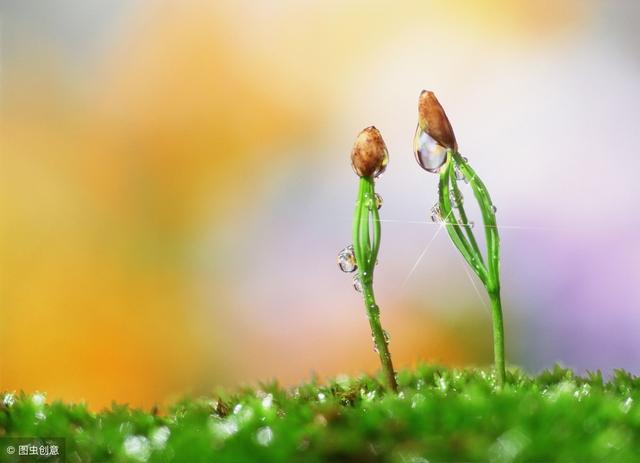 春吃“芽”，降壓、健脾、保肝、防便秘，最全的吃芽攻略請收下！