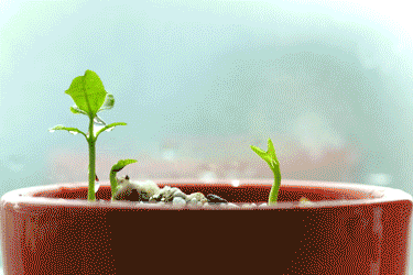 春吃“芽”，降壓、健脾、保肝、防便秘，最全的吃芽攻略請收下！