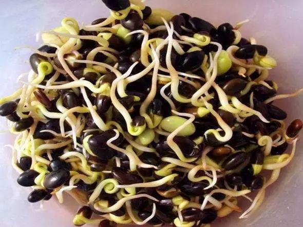 春吃“芽”，降壓、健脾、保肝、防便秘，最全的吃芽攻略請收下！