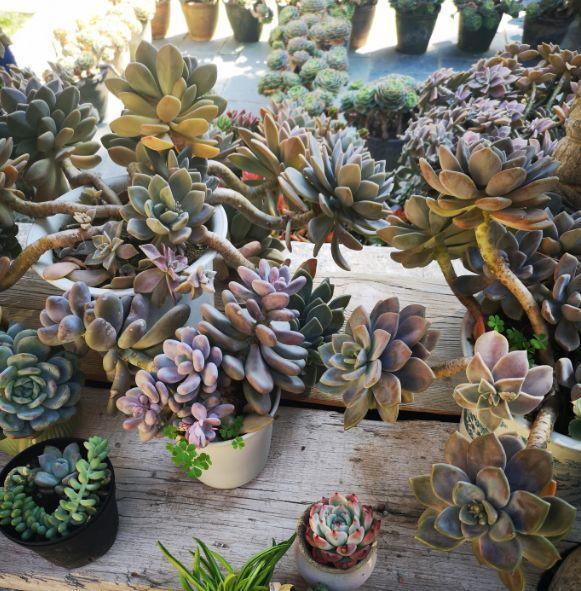 春天多肉呼呼長，葉子摘一摘，2個月長成老樁！