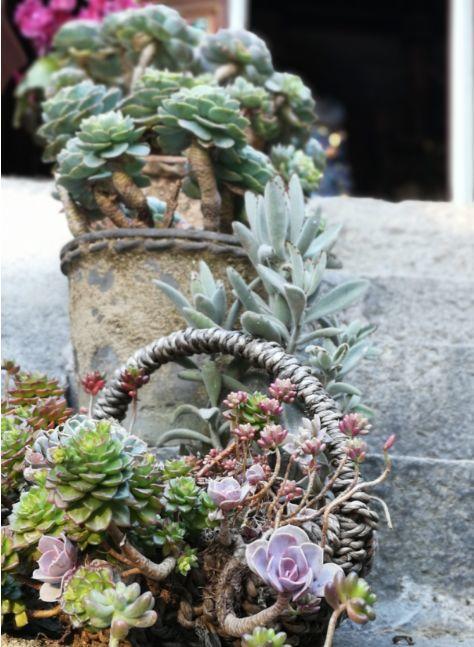 春天多肉呼呼長，葉子摘一摘，2個月長成老樁！