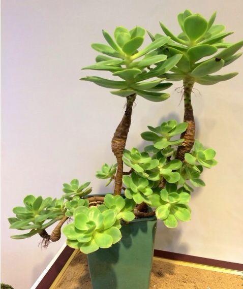 春天多肉呼呼長，葉子摘一摘，2個月長成老樁！