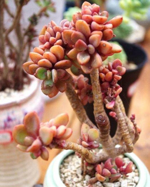 春天多肉呼呼長，葉子摘一摘，2個月長成老樁！