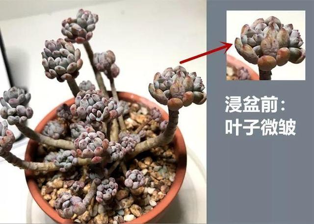 春天多肉呼呼長，葉子摘一摘，2個月長成老樁！