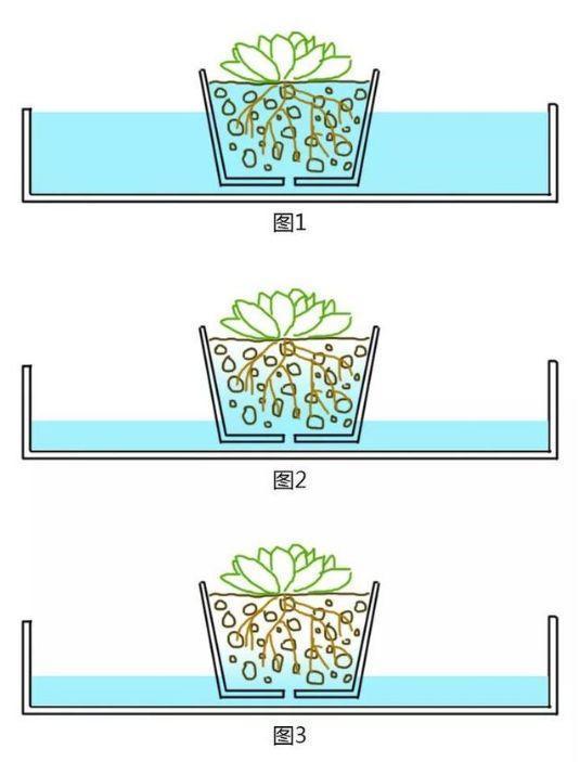 春天多肉呼呼長，葉子摘一摘，2個月長成老樁！