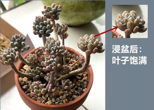 春天多肉呼呼長，葉子摘一摘，2個月長成老樁！