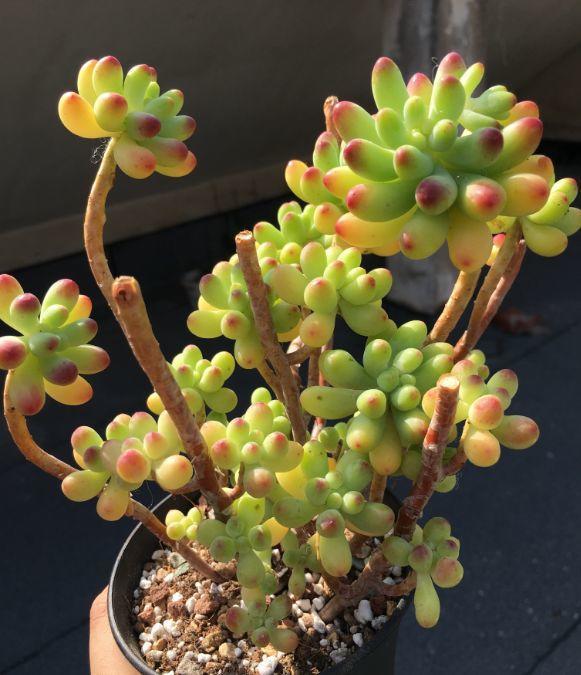 春天多肉呼呼長，葉子摘一摘，2個月長成老樁！