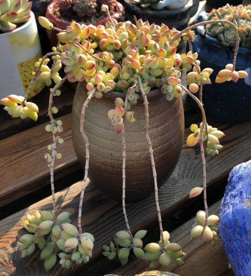 春天多肉呼呼長，葉子摘一摘，2個月長成老樁！