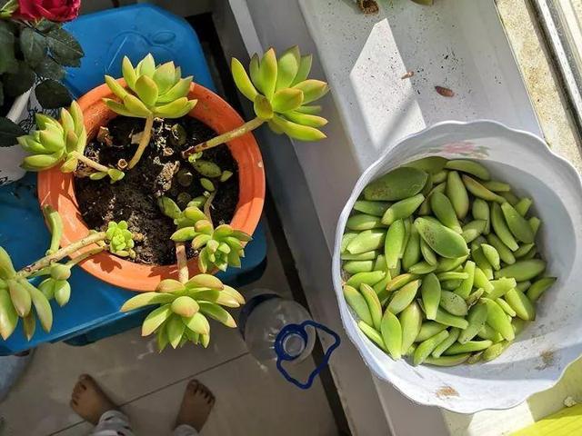 春天多肉呼呼長，葉子摘一摘，2個月長成老樁！