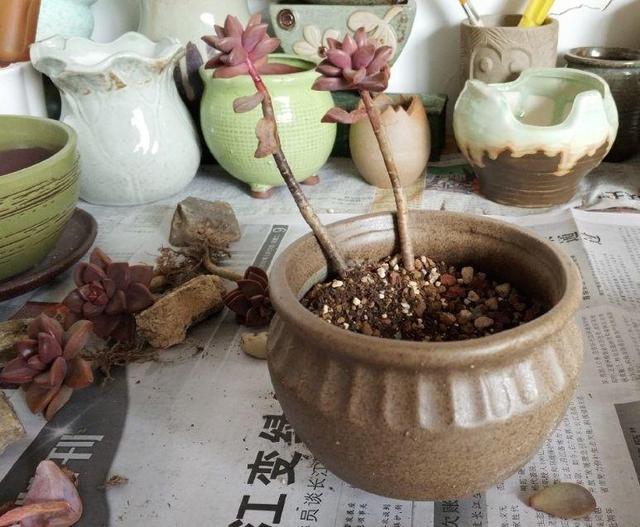 春天多肉呼呼長，葉子摘一摘，2個月長成老樁！